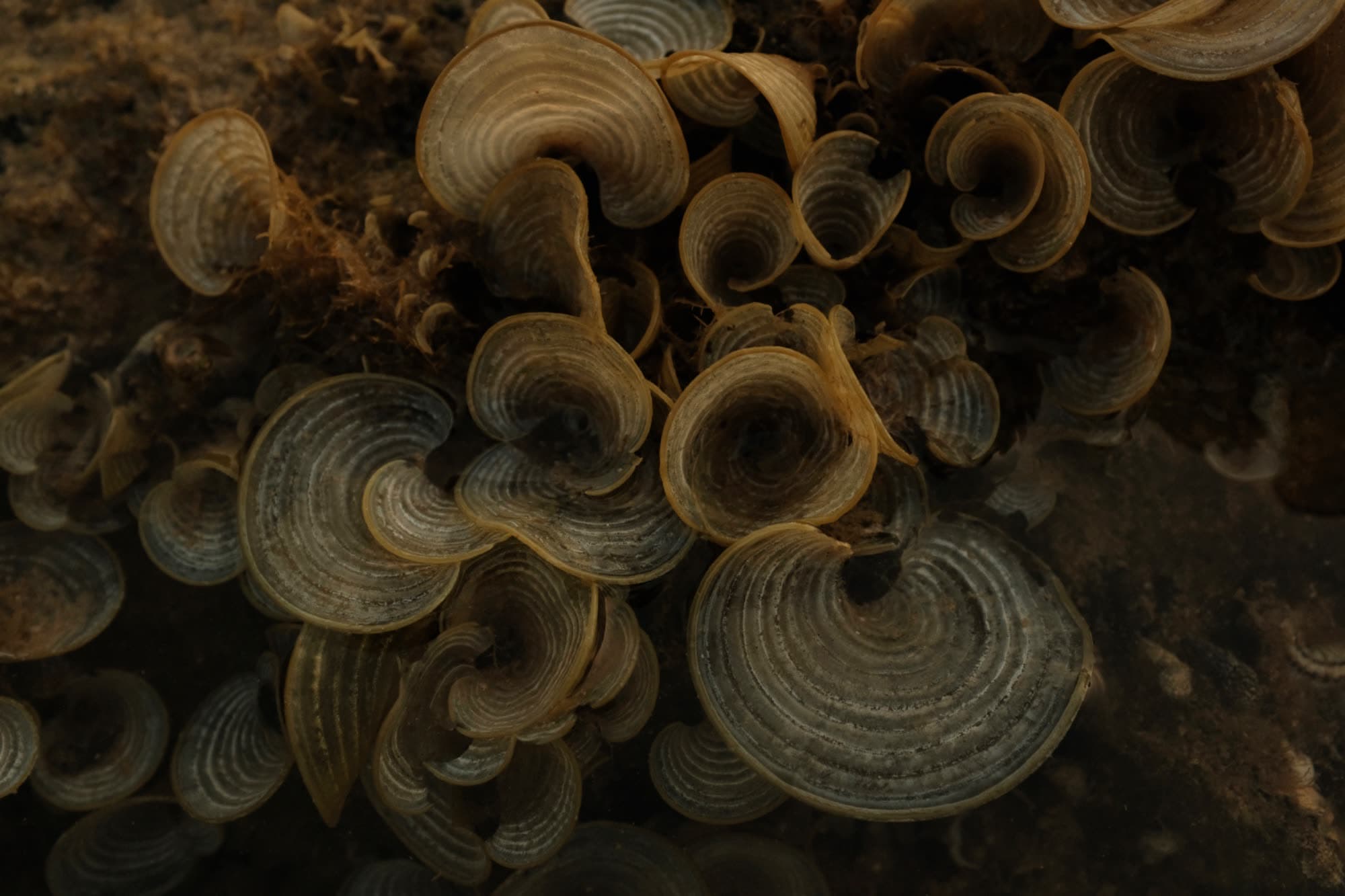 Fungi growing on a fallen branch